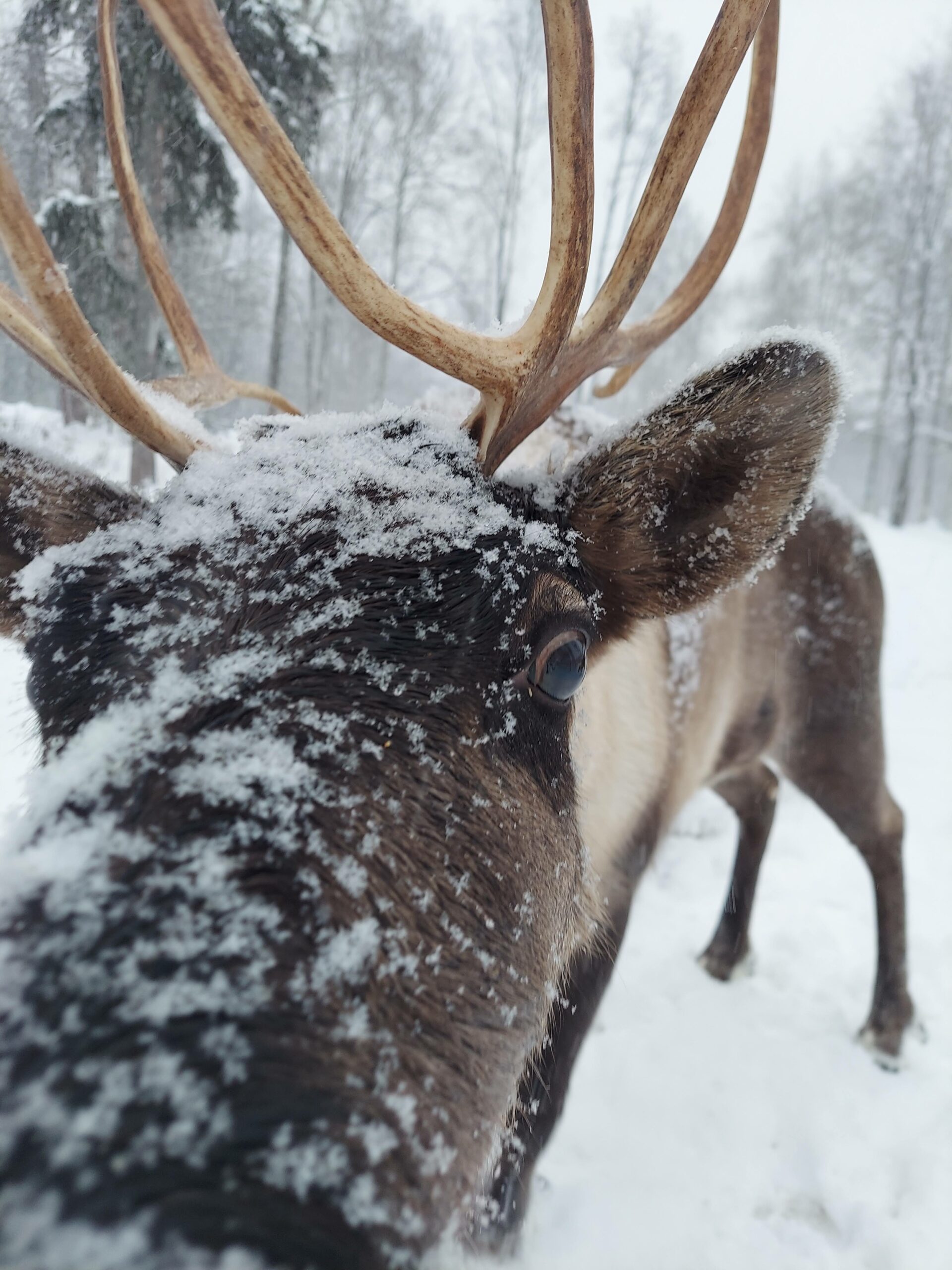 Blog The Reindeer Grove